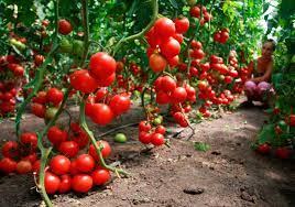 Utrustning för tomaterodling