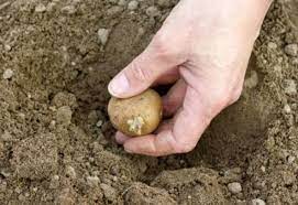 Förbered jorden för potatis
