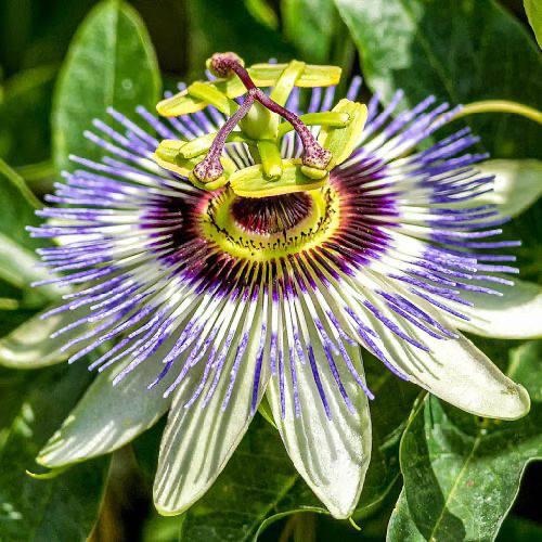 Odlingsförhållanden för blå passionsblomma