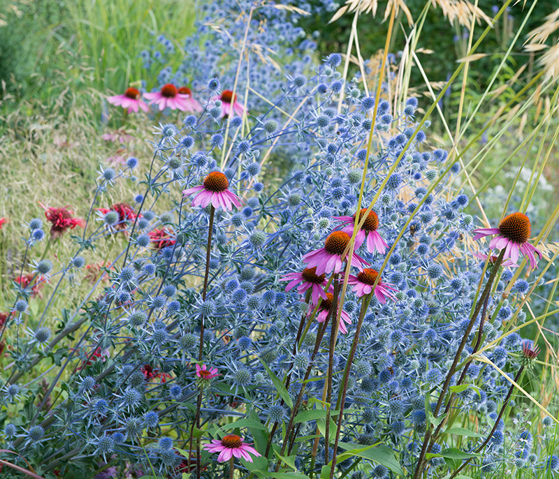 Populära perenner som blommar länge