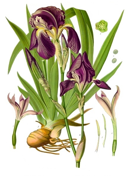 Förökning av Iris Blomma