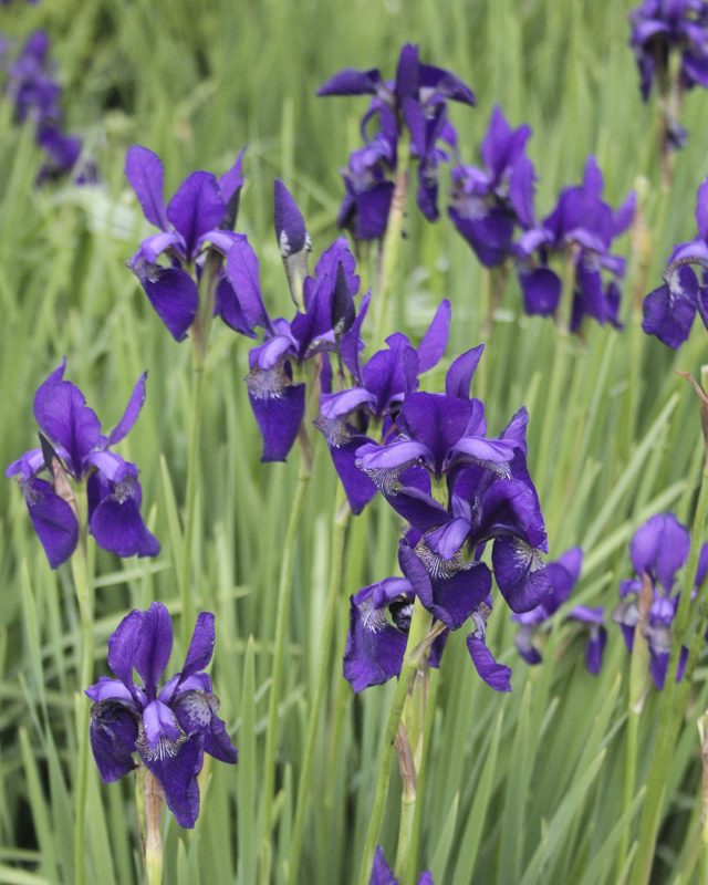 Olika sorter av Iris blommor