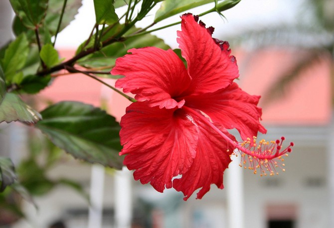 Hibiskusplanta: Grundläggande information