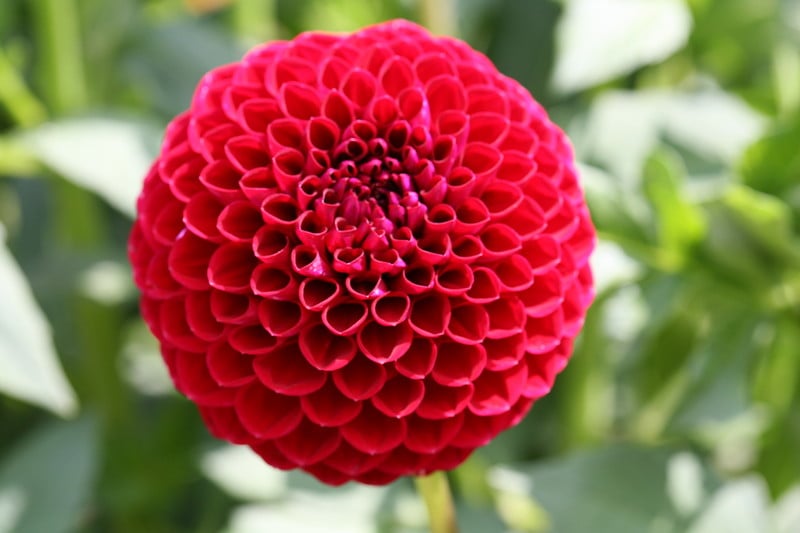 Att förstå Plantera Dahlia