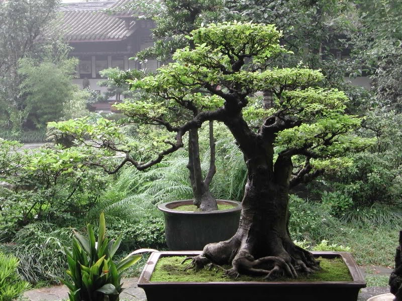 Förökning av bonsai
