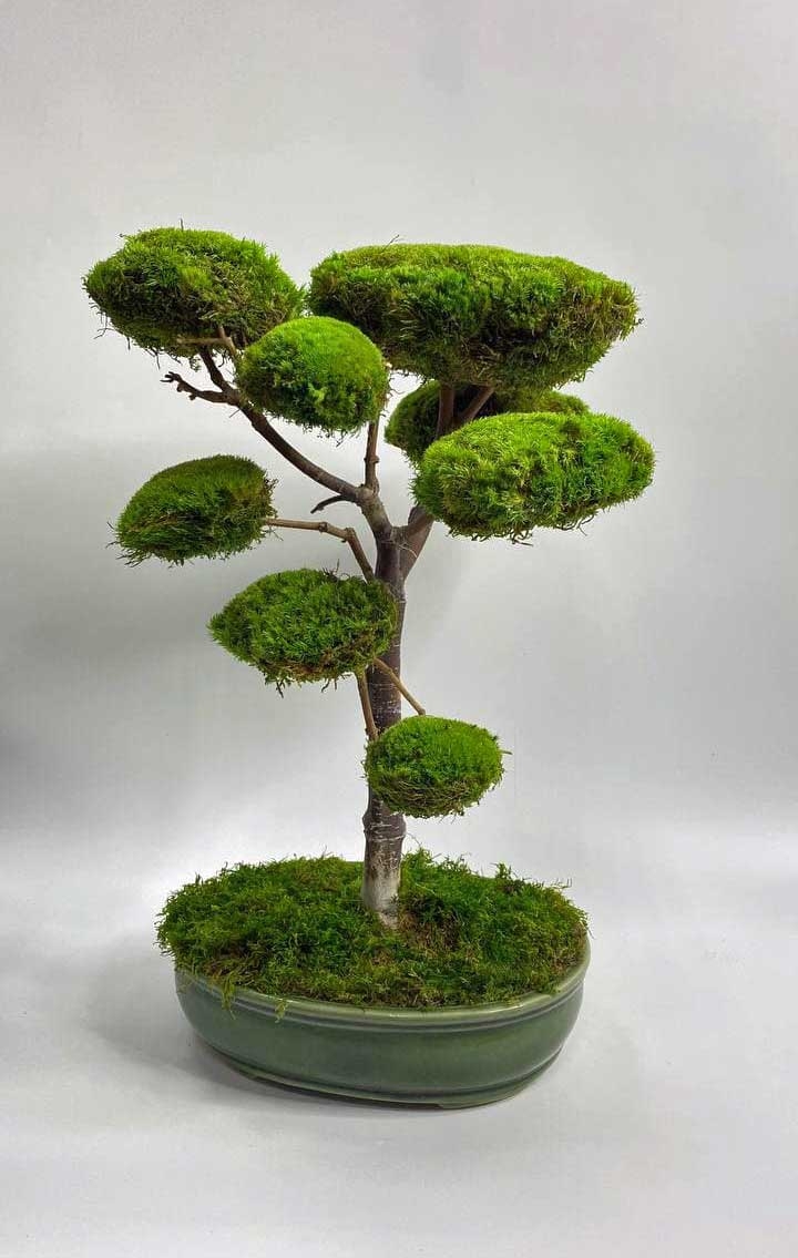 Vad är bonsai?