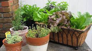 Välja växter för balkongens läge
