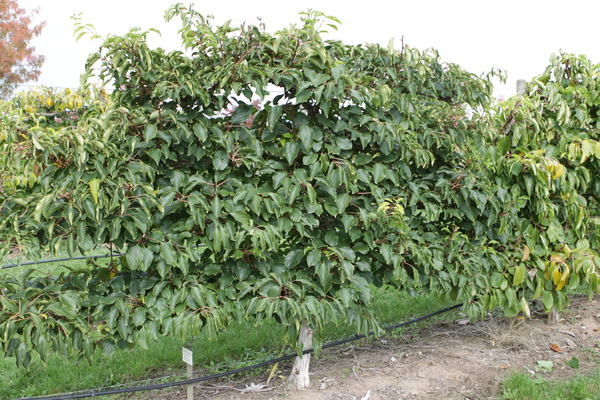 Odling och skötsel av minikiwi