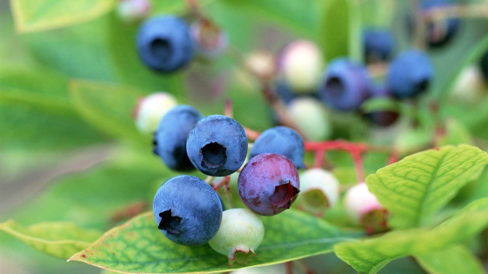 Användning av Amerikanska Blåbär inom Matlagning