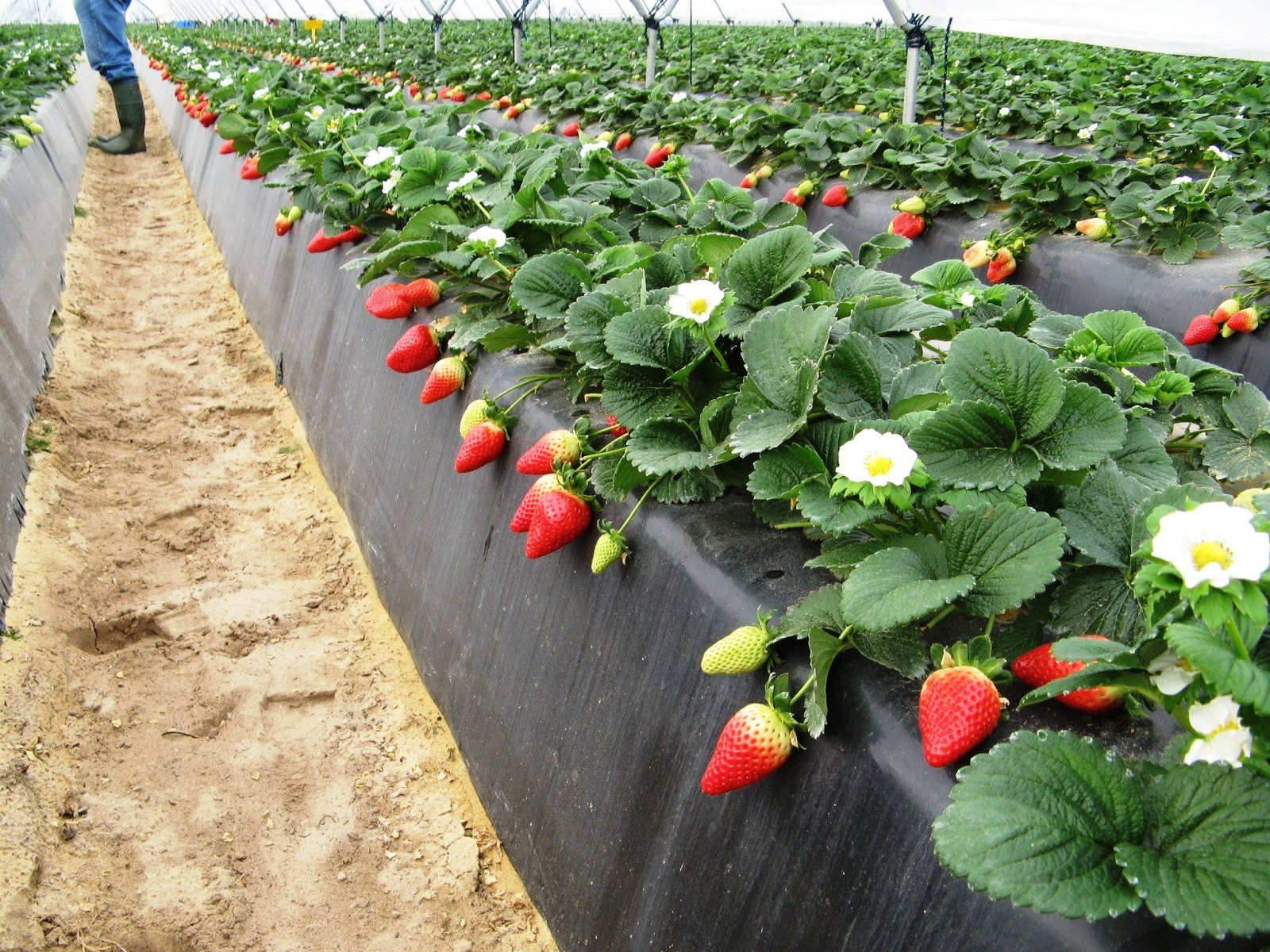 1.Välj rätt sort av jordgubbar