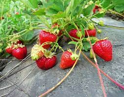 1.Förökning av jordgubbar