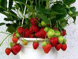 1.Sorter av jordgubbar